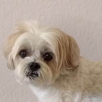 Pure Grooming - Mike is one of Serena's favorite humans. He makes Serena look so cute. - Pet Groomers Near Me - Poway, California Pure Grooming - Mike is one of Serena's favorite humans. He makes Serena look so cute. - Pet Groomers Near Me - Poway, California
