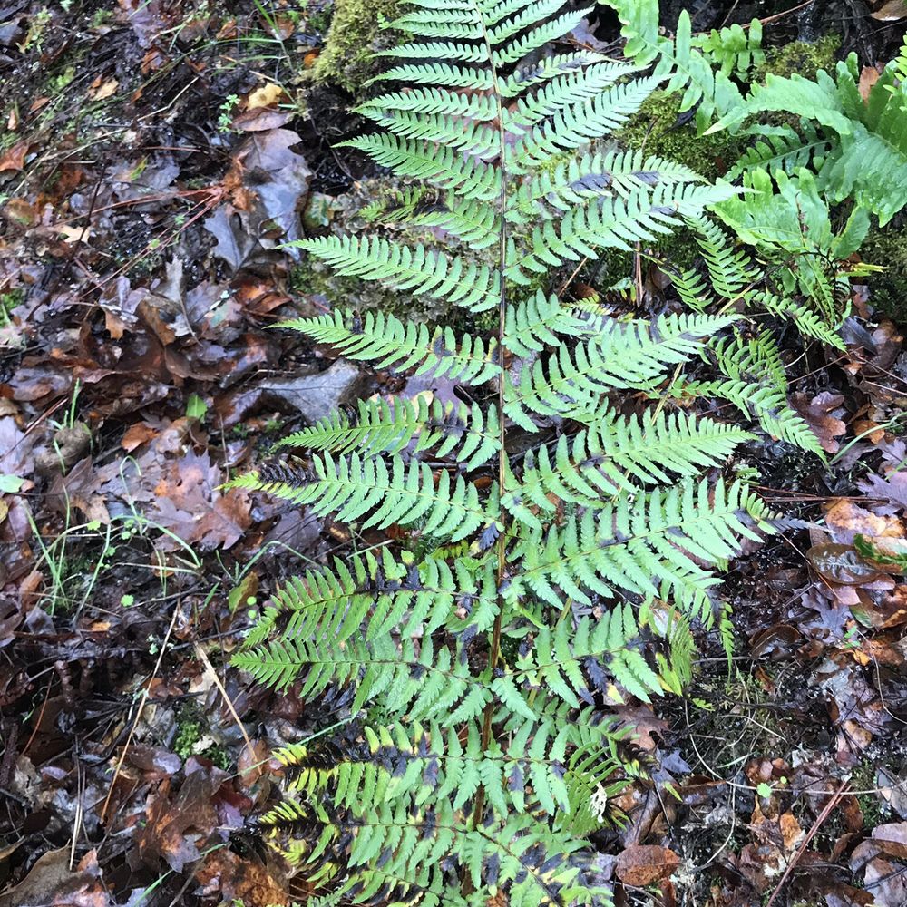 Hidden Falls Regional Park - Fern babies - Parks Near Me - Auburn, California