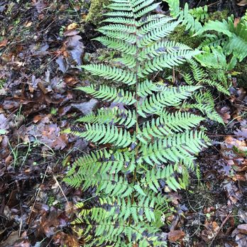 Hidden Falls Regional Park - Fern babies - Parks Near Me - Auburn, California Hidden Falls Regional Park - Fern babies - Parks Near Me - Auburn, California