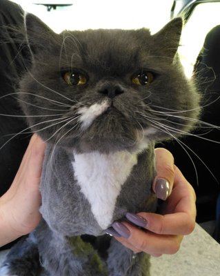 kitty a go go cat grooming