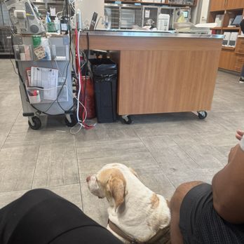 VEG ER for Pets - Treatment/triage area - Emergency Pet Hospital Near Me - Williamsburg, New York VEG ER for Pets - Treatment/triage area - Emergency Pet Hospital Near Me - Williamsburg, New York