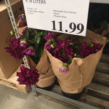 Costco - Unbeatable price! Dahlia's for $11.99!! - Wholesale Stores Near Me - Sunnyvale, California
