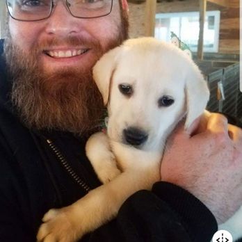 Sievers Retrievers - 2 months old! - Pet Services Near Me - Brussels, Illinois