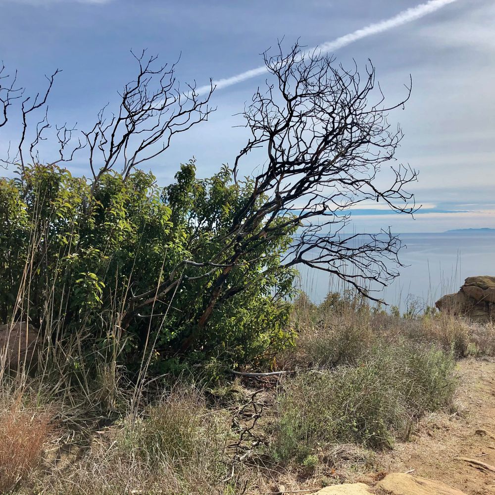 Charmlee Wilderness Park - nature returning after the woolsey fire - Parks Near Me - Malibu, California