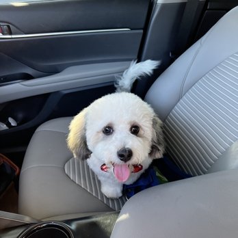 PetSmart - Jaxon's first grooming! - Pet Stores Near Me - San Jose, California PetSmart - Jaxon's first grooming! - Pet Stores Near Me - San Jose, California