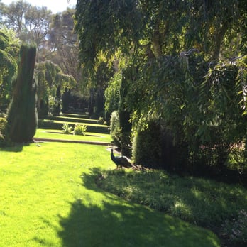 Filoli - Mr. Peacock!!! - Botanical Gardens Near Me - Woodside, California