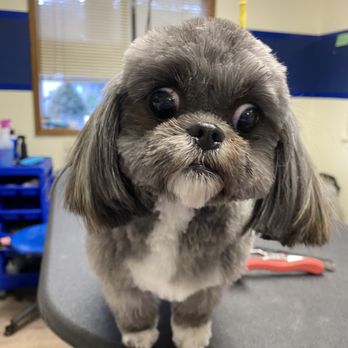 Kailua Pets - Pet Groomers Near Me - Kailua, Hawaii Kailua Pets - Pet Groomers Near Me - Kailua, Hawaii