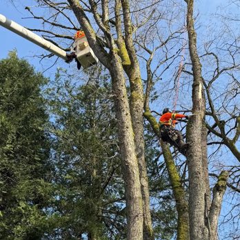 Ironclad Tree Care - Tree Services Near Me - Vancouver, British Columbia Ironclad Tree Care - Tree Services Near Me - Vancouver, British Columbia