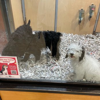 PUPPIES N LOVE Updated May 2025 154 Photos 147 Reviews 7700 W Arrowhead Towne Ctr Glendale Arizona Pet Stores Phone Number Yelp