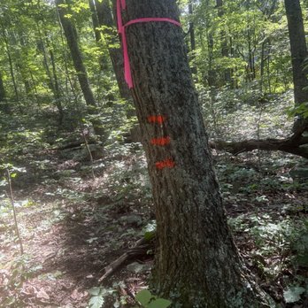 Valley Surveying - Land Surveying Near Me - Mount Jackson, Virginia Valley Surveying - Land Surveying Near Me - Mount Jackson, Virginia