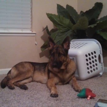 Hinterland German Shepherds - Lion @ 2 yrs - Pet Breeders Near Me - Angels Camp, California