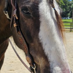 Hoof N Spur