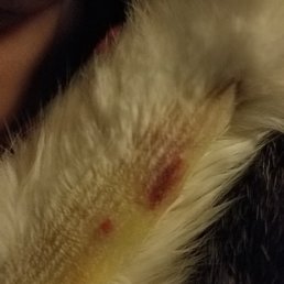This is what y 1 cats paw looked like This is what y 1 cats paw looked like