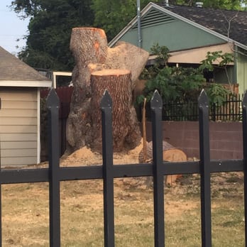 Domingo's Tree Care - Tree Services Near Me Domingo's Tree Care - Tree Services Near Me