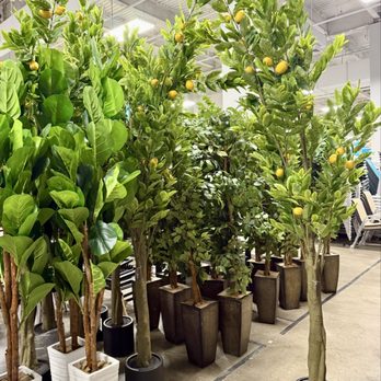At Home - Lemon tree - Home Decor Near Me - Wayne, New Jersey