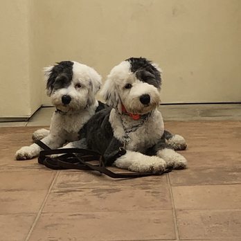 Adam Halleck - Goose and Eco - Pet Training Near Me Adam Halleck - Goose and Eco - Pet Training Near Me