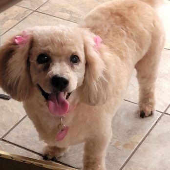 Hector Grooming Salon - She is a happy camper after getting groomed and looking fabulous . - Pet Groomers Near Me - Chicago, Illinois Hector Grooming Salon - She is a happy camper after getting groomed and looking fabulous . - Pet Groomers Near Me - Chicago, Illinois