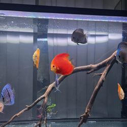 Tokyo Aquarium