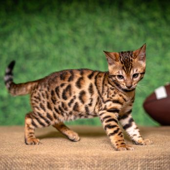 Divinus Pride Bengals - Pet Breeders Near Me - Tacoma, Washington Divinus Pride Bengals - Pet Breeders Near Me - Tacoma, Washington