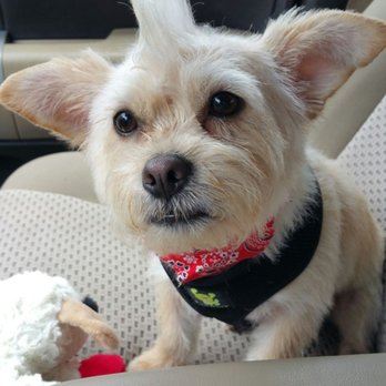 Animal House - Here's my Marlin. Animal house does excellent grooming. - Pet Groomers Near Me - Jacksonville, North Carolina Animal House - Here's my Marlin. Animal house does excellent grooming. - Pet Groomers Near Me - Jacksonville, North Carolina