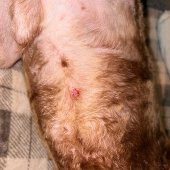 Grooming by Toni - Cut on belly that was bleeding and irritated. - Pet Groomers Near Me - Northwood, Ohio Grooming by Toni - Cut on belly that was bleeding and irritated. - Pet Groomers Near Me - Northwood, Ohio
