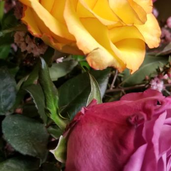 Carousel of Flowers - Damaged flowers - Florists Near Me - Escondido, California Carousel of Flowers - Damaged flowers - Florists Near Me - Escondido, California