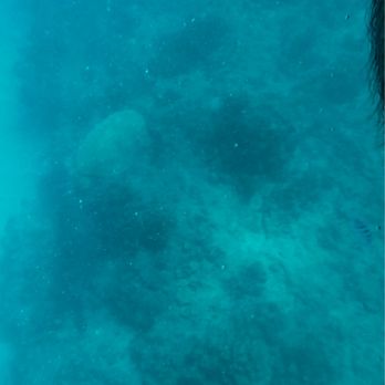 Hawaii Ocean Charters - Sea turtle - Whale Watching Tours Near Me - Honolulu, Hawaii Hawaii Ocean Charters - Sea turtle - Whale Watching Tours Near Me - Honolulu, Hawaii