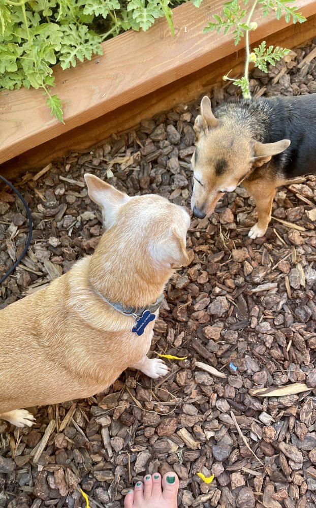 DOGS LIFE BOARDING Updated August 2024 65 Photos & 23 Reviews Rio