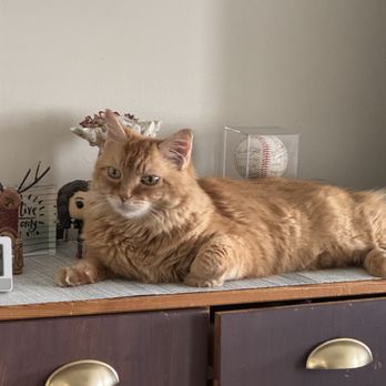 Paws at Peace At Home Pet Euthanasia - Veterinarians Near Me