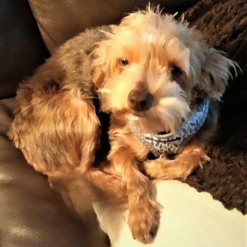 A Fancy Pup Pet Grooming - Foxy - Pet Groomers Near Me - Concord, North Carolina A Fancy Pup Pet Grooming - Foxy - Pet Groomers Near Me - Concord, North Carolina
