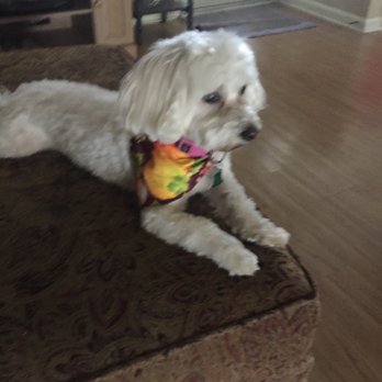 Classy Pet Styling - Missy my family member!! - Pet Groomers Near Me - Mint Hill, North Carolina Classy Pet Styling - Missy my family member!! - Pet Groomers Near Me - Mint Hill, North Carolina