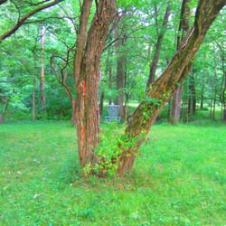 Centralia Disc Golf Course - #8