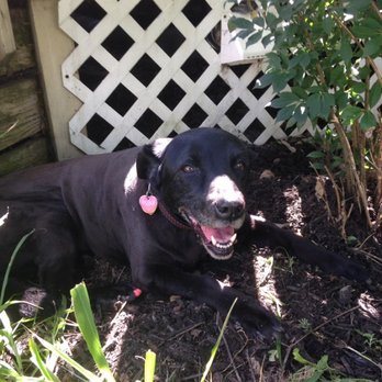 Kona's Loving Paws - Veterinarians Near Me Kona's Loving Paws - Veterinarians Near Me