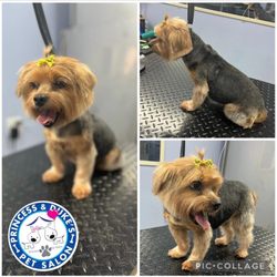 Princess & Dukes Pet Salon
