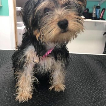 Ohana Pooch - Before - Pet Groomers Near Me - Aiea, Hawaii