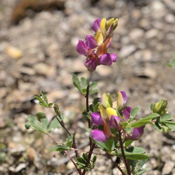 Willow Creek Trail - Hiking Near Me