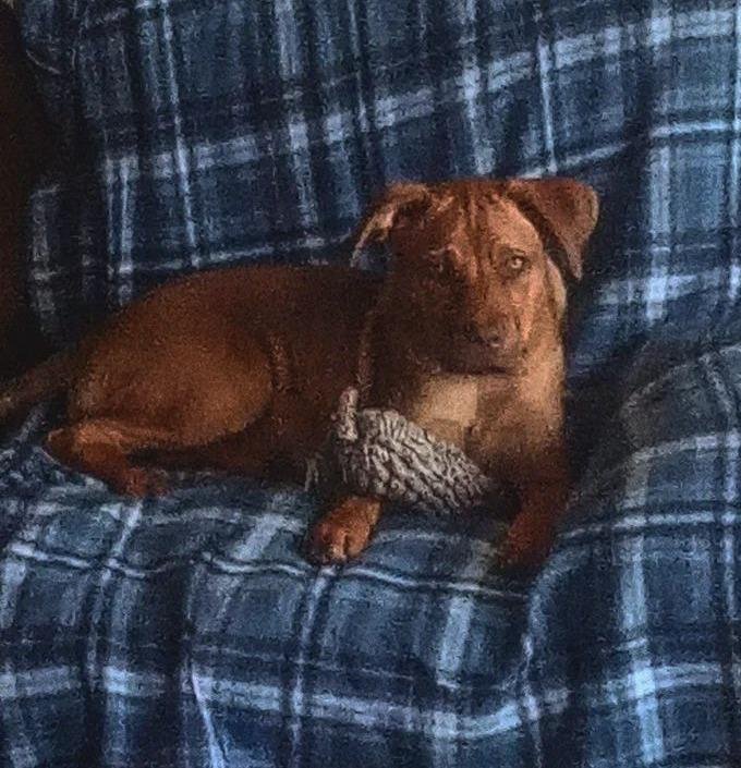 TNT DOG GROOMING, WALKING AND TRAINING Fayetteville, North Carolina