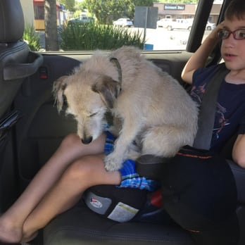 Carol's Dog Grooming - Just look at how SAD my dog Rudy feels - Pet Stores Near Me - Chico, California Carol's Dog Grooming - Just look at how SAD my dog Rudy feels - Pet Stores Near Me - Chico, California