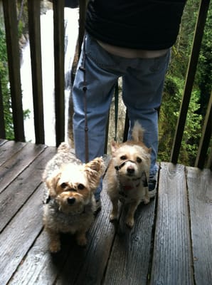 Twin Falls Trailhead by null