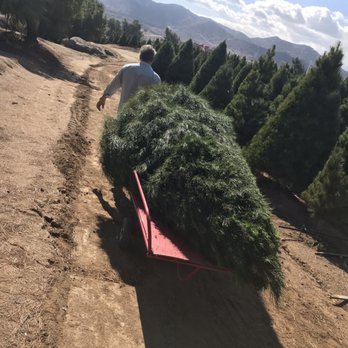 Sand Haven Pines - Christmas Trees Near Me - Perris, California