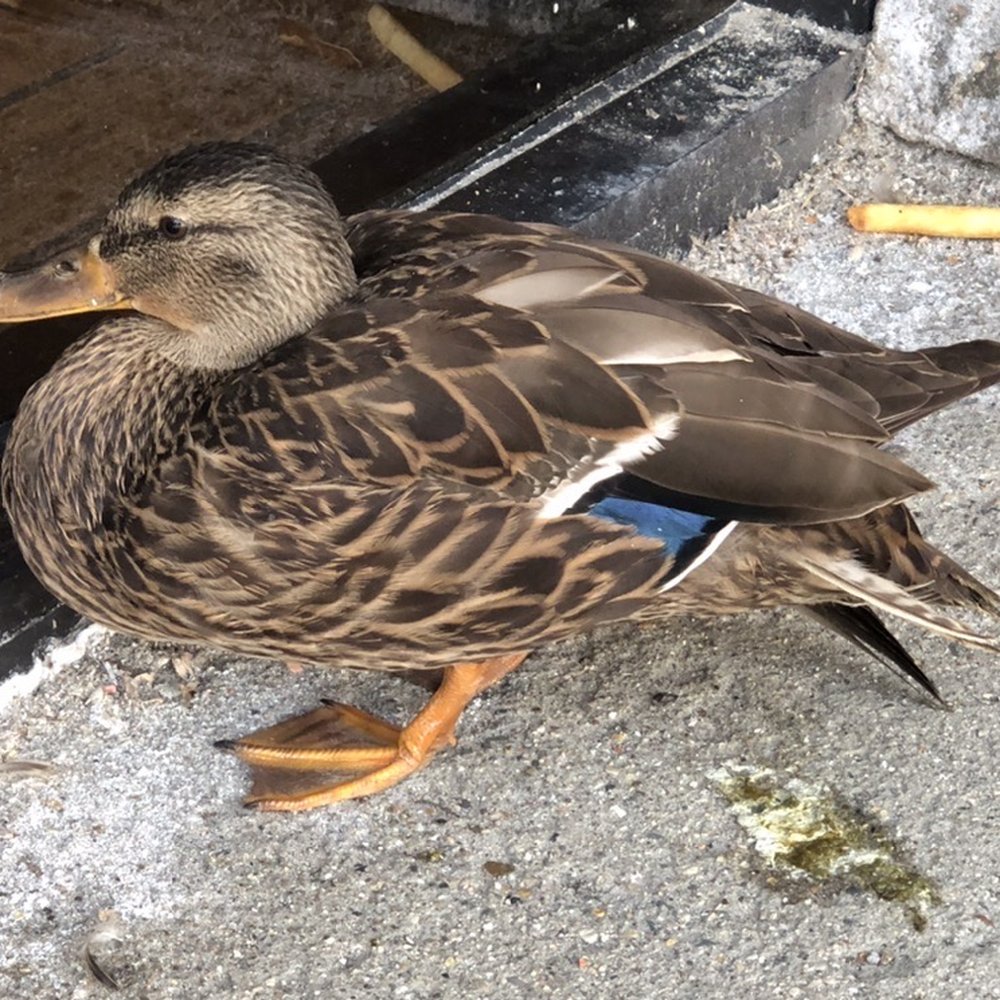 They saved a duck besides GREAT FOOD1 They saved a duck besides GREAT FOOD1