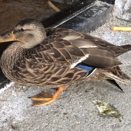 They saved a duck besides GREAT FOOD1
