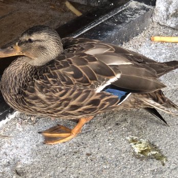 Ram's Horn Restaurant - They saved a duck besides GREAT FOOD1 - American Near Me - Southfield, Michigan