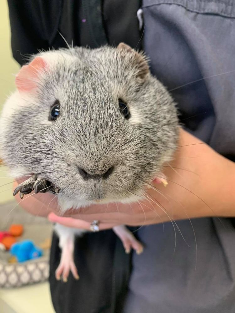 COTTONWOOD VETERINARY CLINIC Updated September 2024 30 Photos