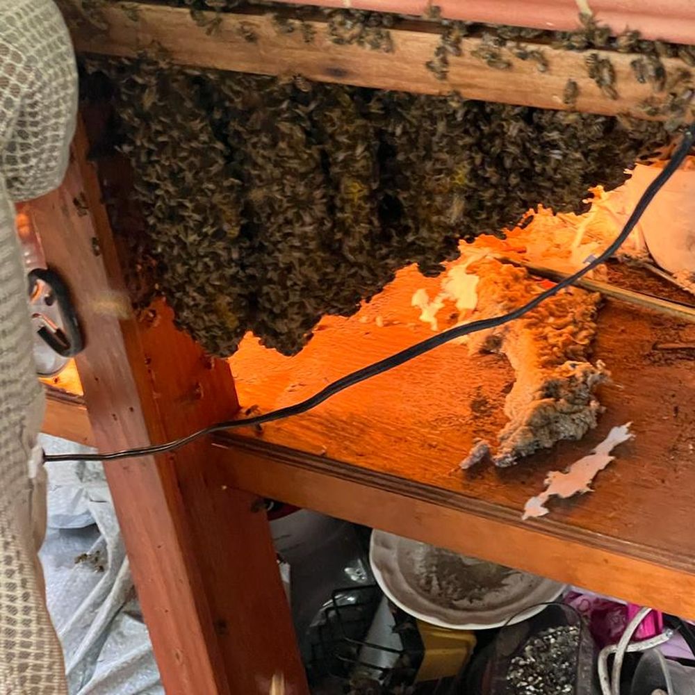 Miami Bee Experts - This is the bee-hive inside our cabinet. We estimated it took them 7 months to create it. - Wildlife Control Near Me Miami Bee Experts - This is the bee-hive inside our cabinet. We estimated it took them 7 months to create it. - Wildlife Control Near Me