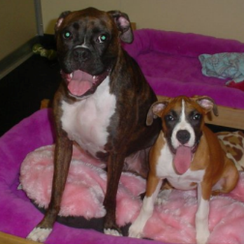 TLC Pet Haven - Pet Groomers Near Me - Sutton, Massachusetts