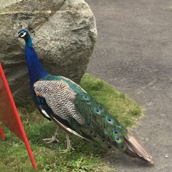 Tosselilla Skånes Sommarland - Bird in the park