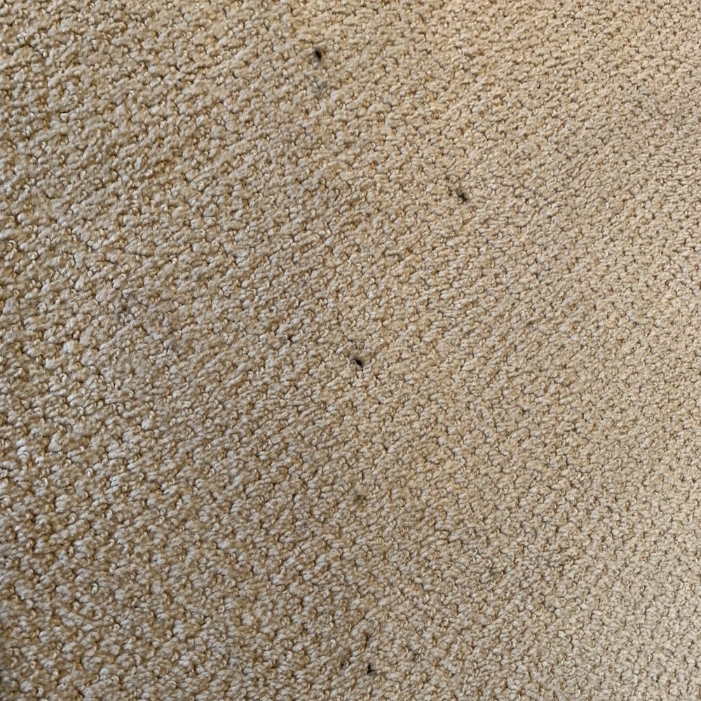 Davis Appliance Repair - The tech left grease stains in my carpet. - Appliances & Repair Near Me Davis Appliance Repair - The tech left grease stains in my carpet. - Appliances & Repair Near Me