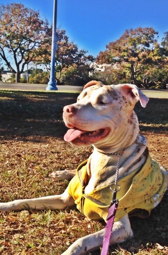 Descubrir 48+ imagen vet playas dr fimbres Viaterra.mx