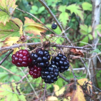 Evans Creek Preserve - Berries - Parks Near Me - Redmond, Washington